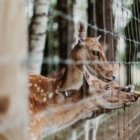 Ketika Kebun Binatang Lisbon Tiba-Tiba Sepi Pengunjung