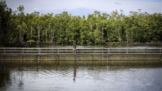 Deputy Minister Of Finance Values Mangrove Rehabilitation Can Encourage The Economy Of Citizens From Tourism To Tambak