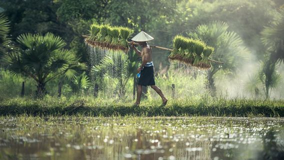 Bangun <i>Food Estate</i>, Jokowi Anggarkan Rp104,2 Triliun untuk Ketahanan Pangan