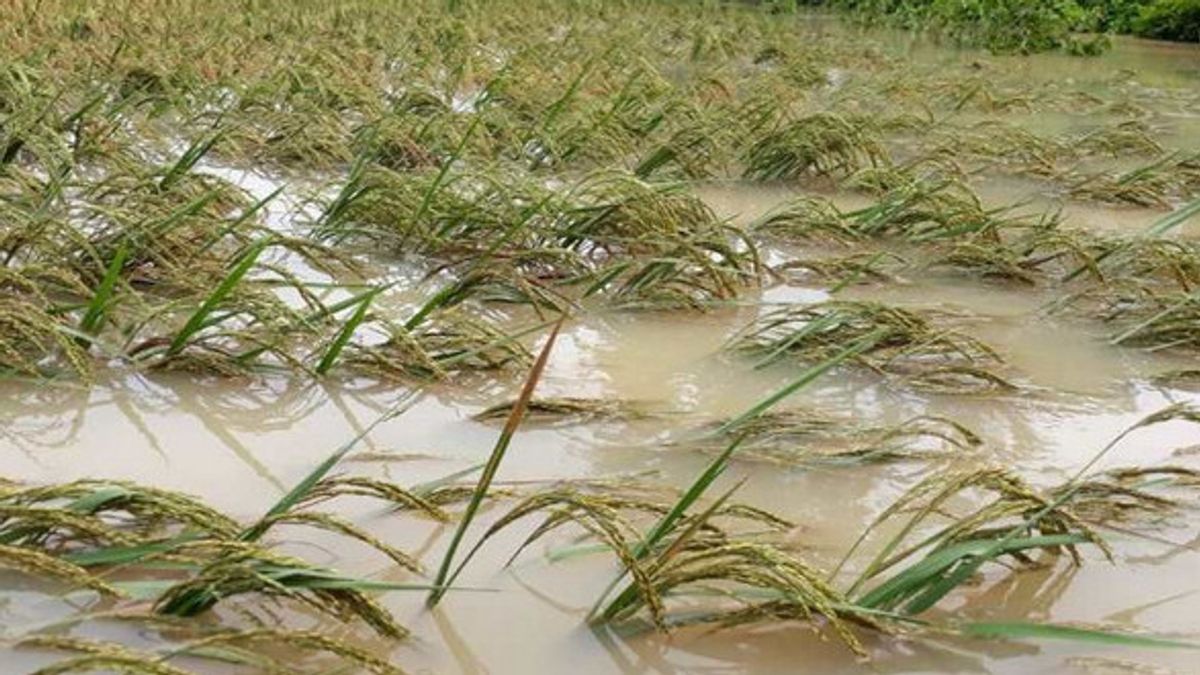 Tangerang Regency Government Anticipates Threats Of Harvest Failure Due To Bad Weather