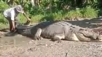 Buton Residents Catch A 4.3 Meter Crocodile Weighing 1 Ton