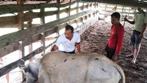 قبل شهر واحد من عيد الأضحى المبارك، حكومة ناغان رايا ريجنسي آتشيه لقاح الحمى القلاعية 2500 رأس من الماشية