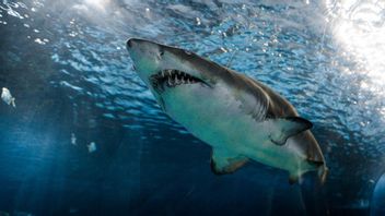 Grand-père, 64 ans, enregistré par un requin de taureau dans les Caraïbes : Heureusement qu'il reste vivant