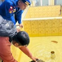 Penyu Sisik Lemas Dipenuhi Teritip Diselamatkan Polisi di Labuan Bajo