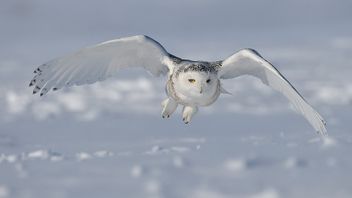 Layanan Keamanan Federal Rusia Gunakan Burung Hantu Salju untuk Amankan Kremlin