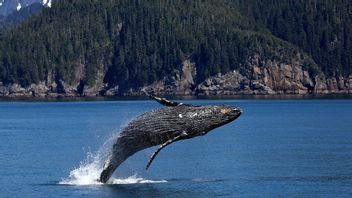 商業逮捕後、世界的な海上交通の増加はクジラの保全を脅かす
