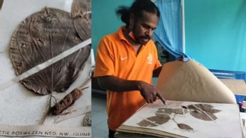Biaya Perawatan Minim, Koleksi Spesimen Herbarium Manokwariese di Papua Terancam Rusak