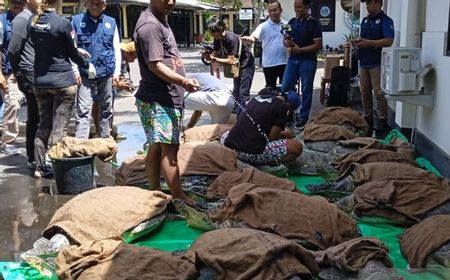 Polres Jembrana Bali Gagalkan Penyelundupan 19 Ekor Penyu Hijau