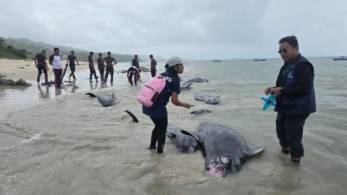 BKKPN Pastikan 21 Ekor Paus Pilot Mati Terdampar di Rote Ndao