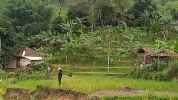 Dozens Of Hectares Of Rice Fields In Cianjur Failed To Harvest The Impact Of Land Movement, Causing Hundreds Of Millions Of Losses To Farmers