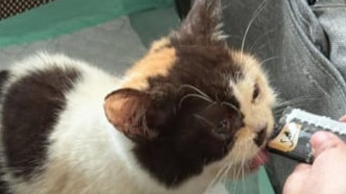 غدا ، ستستدعي شرطة جاكتيم شيرينا مناف ، الثانية حول القط أويا كويا