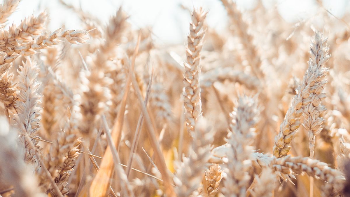土耳其支持联合国计划恢复乌克兰小麦海运出口