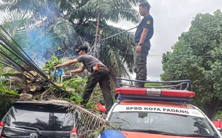 Pohon Tumbang Timpa Mobil Warga di Padang, BPBD Lakukan Evakuasi