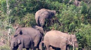 BKSDA Aceh Giring Gajah Liar di Pidie yang Masuk Perkebunan Warga