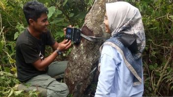 Jorong Tangah West Sumatra会众的居民害怕看到蜜熊，BKSDA立即安装了陷阱摄像头
