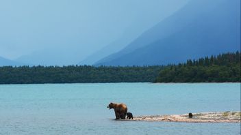 Man Shoots Dead Grizzly Bear In Montana After Attacked