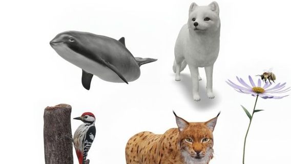 جوجل يخلق الواقع المعزز 5 الحيوانات المهددة بالانقراض، وهنا كيفية رؤيته