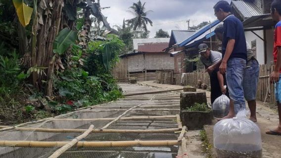 Improving The Economy, The Village Community Of Sawah Hamlet In Bengkulu Held Fish Cultivation, Takes Advantage Of Irrigation Channels