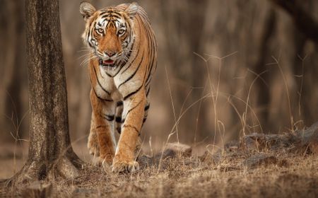 10 Arti Mimpi Dikejar Harimau Menurut Primbon Jawa, Islam, dan Tafsiran Lain (TIDAK NAIK)