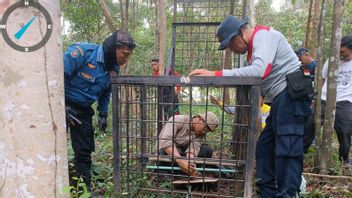 Riau BBKSDA: Tigers In Siak Poasibility From Zamrud National Park