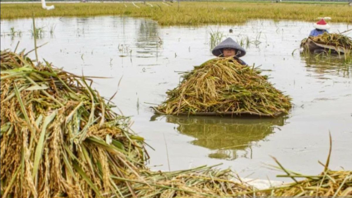 200 hectares de rizières inondées, les agriculteurs de Jember craignent de ne pas récolter