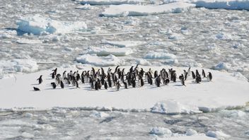 地球温暖化による南極の氷の地の緑化