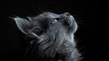 Likes To Confuse! Why Do Cats Like To Mass? Turns Out This Is The Reason