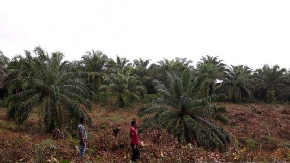 Ekonomi Mukomuko Kembali Menggeliat, Semua Pabrik Sawit Kembali Beroperasi