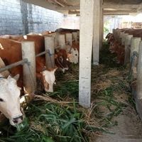 Prioritas Vaksin PMK di Bantul untuk Sapi Penghasil Susu 