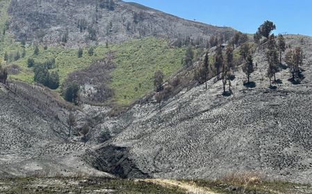 Bakal Dilaporkan Balik Pengacara Tersangka Karhutla Gunung Bromo, TNBTS Tegaskan Patroli Optimal