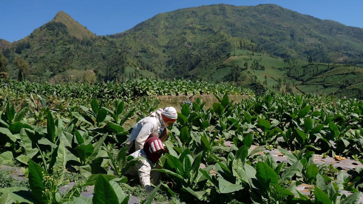 The Ministry Of Industry Ensures That PP Health Has An Impact On The Production Of The Cigarette To Mamin Industry