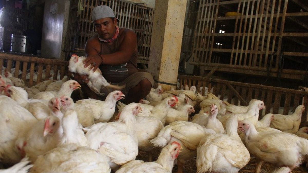Pressing Chicken Price Increases, Entrepreneurs Ask The Government To Reduce Imports And Look To Local Producers