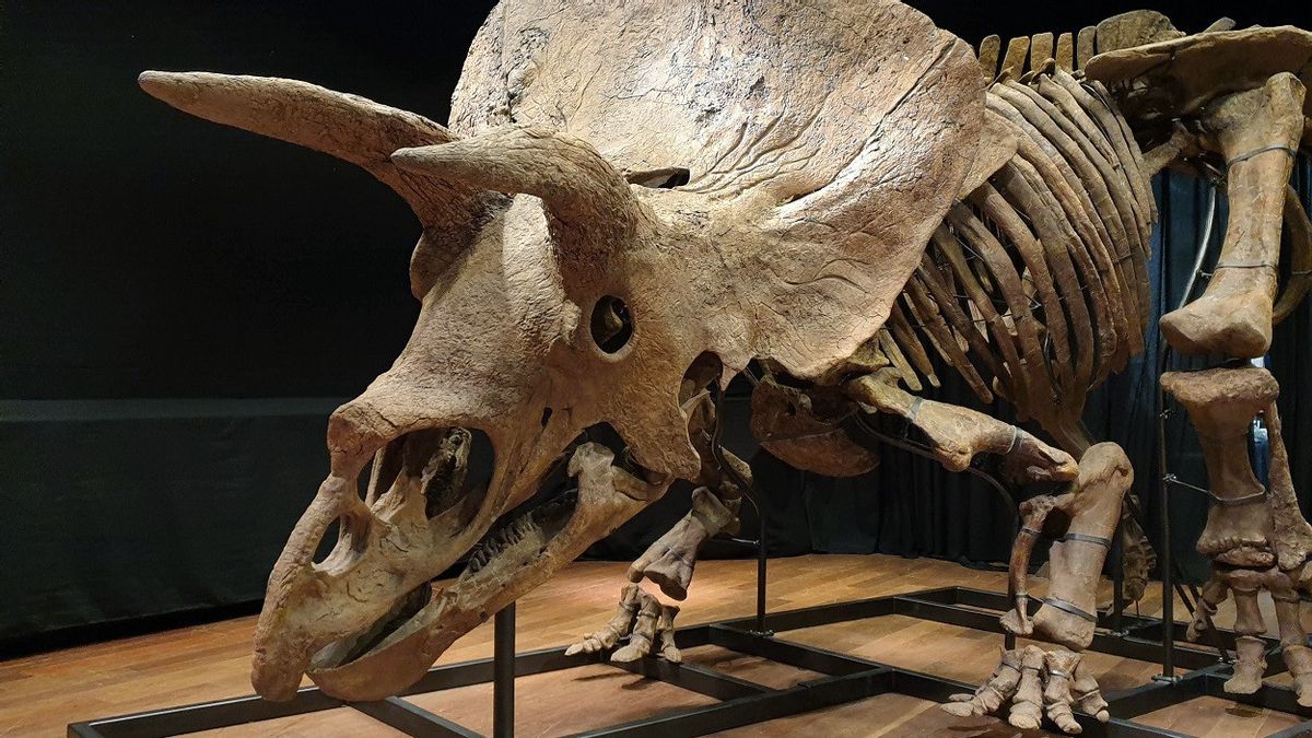 Sisa Fosil Triceratops Big John Laku Rp109 Miliar dalam Lelang di Paris