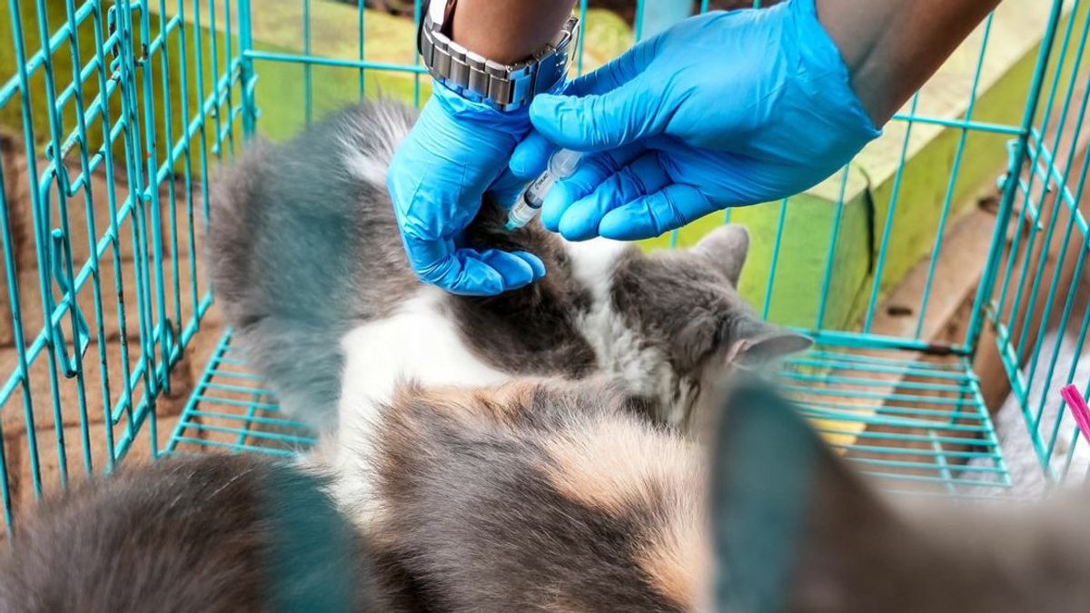 99 丹那阿邦居民的猫和宠物狗接种了狂犬病疫苗