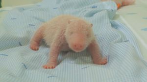 Satrio ‘RIO’, Sang Bayi Panda yang Lahirkan Harapan Baru Konservasi Indonesia