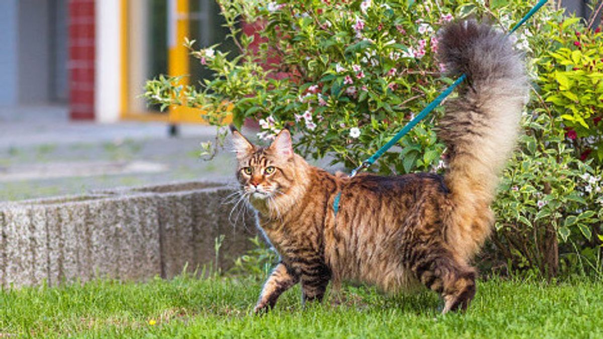 9 Bahasa Tubuh Kucing yang Harus Anda Kenali Gerakan Ekornya, Cara Anabul Berkomunikasi