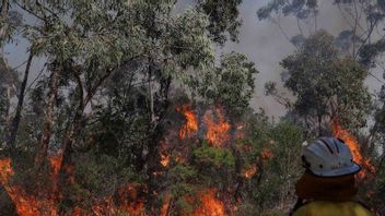 Unusual Drought BMKG Predicts Fires To Get Bigger In 2022