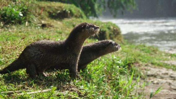 KLHK Releases Three Berang-Berang In Sungai Ciliwung