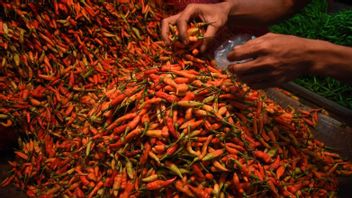 The Price Of Cayenne Pepper In East Java Equals The Price Of Meat Rp. 95 Thousand Per Kg