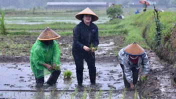 Ikut Panen Bersama Petani di Banyuwangi, Puan Maharani Ingin Pertanian Jadi Agrowisata