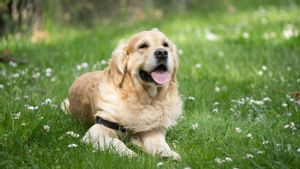 Japon : la fête du chien, le Golden Retriever, poste de maire de Kyoto