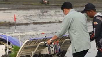 Ketika Gibran Rakabuming Menanam Padi dengan Cara Maju, Warganet Heboh