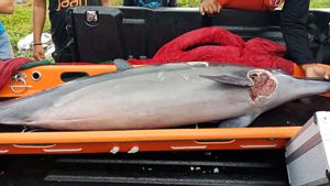 Belasan Lumba-lumba Terdampar di Pantai Batu Tumpeng Klungkung Bali