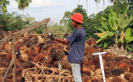 Saksi Akui HET Pemerintah Tak Bisa Imbangi Harga Keekonomian CPO