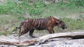 DNA Analysis Solves Mystery Of Tiger Hair Samples In Sukabumi