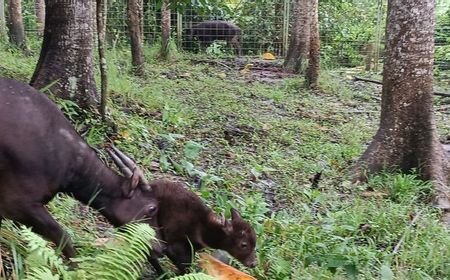 Bayi Anoa 'Raden' Lahir di Penangkaran BPSILHK Manado