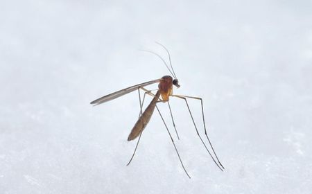 Menkes Budi Sadikin: Dengue di Indonesia Meningkat Saat Fenomena El Nino