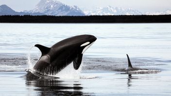 韩国指定杀人鲸为受保护物种