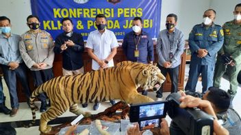 官员在詹比出售老虎保护区和 2 头大象象牙尖， 总数达到 2.1 亿印尼盾