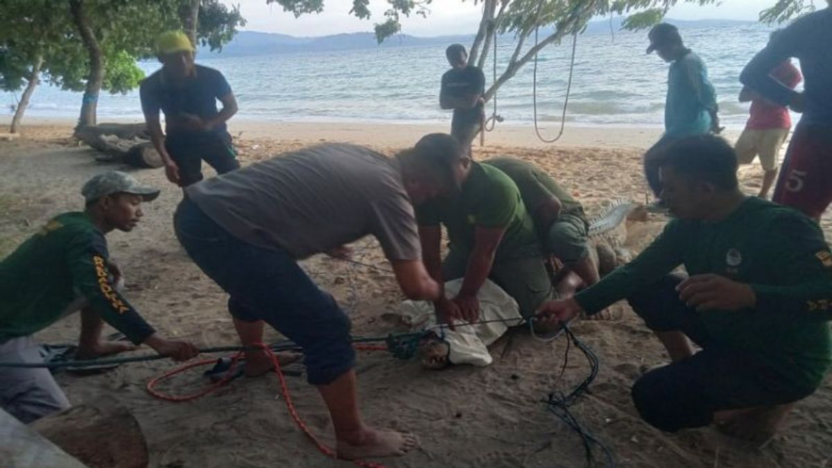 Entered Fisherman's Fish Traps, 2.5 Meters Crocodiles Evacuated By The Southeast Sulawesi BKSDA